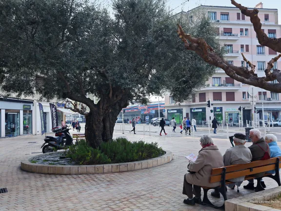 Banc donnant sur un grand arbre