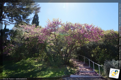 L'arbre de Judée