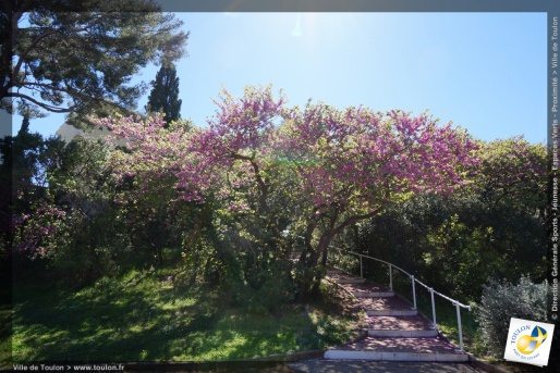 L'arbre de Judée