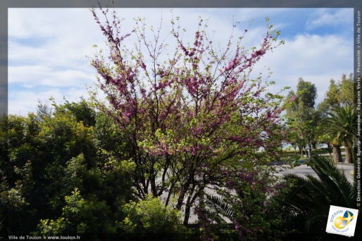 L'arbre de Judée