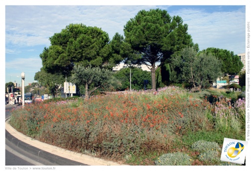 l'Epilobium canum