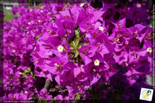 La Bougainvillée