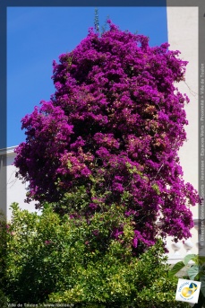 Le Bougainvillée