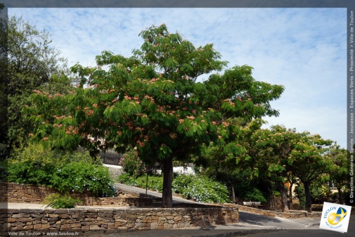 L'Albizia julibrissin