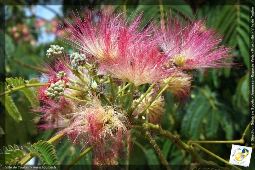 L'Albizia julibrissin