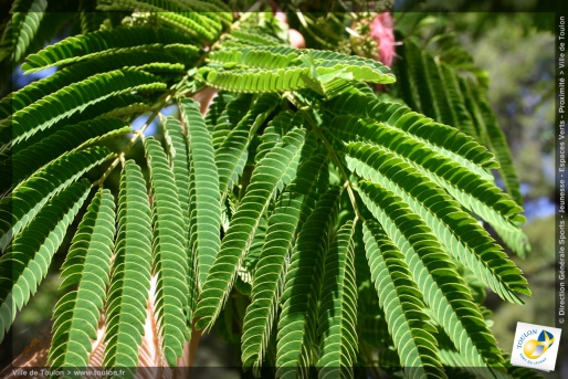 L'Albizia julibrissin