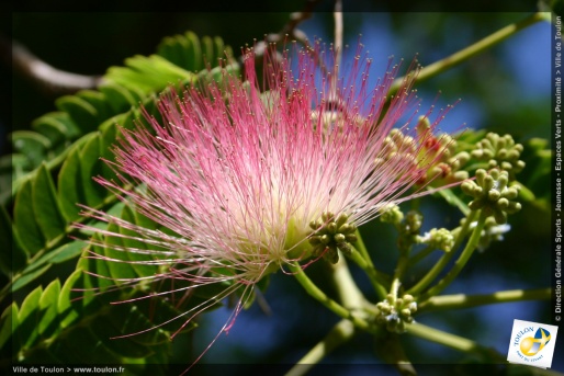 L'Albizia julibrissin