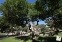 Les parcs et jardins toulonnais