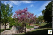 L'arbre de Judée